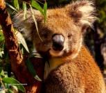 australia koala 2