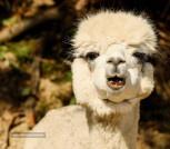 peru alpaca-