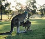 australia kangur