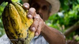 kolumbia cocoa