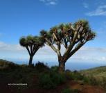 hiszpania la palma