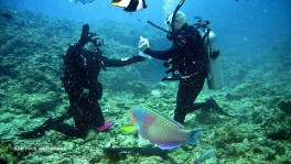 Diving in the Philippines Krzysztof Switon Go Deep. Attractions in the Philippines 