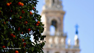 giralda i pomarańcze sewilla przewodnik po sewilli michal paluektau